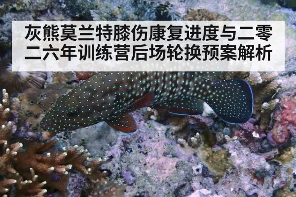 灰熊莫兰特膝伤康复进度与二零二六年训练营后场轮换预案解析